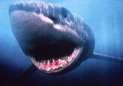 10 Scariest Shark