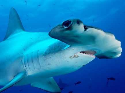 10 Scariest Shark