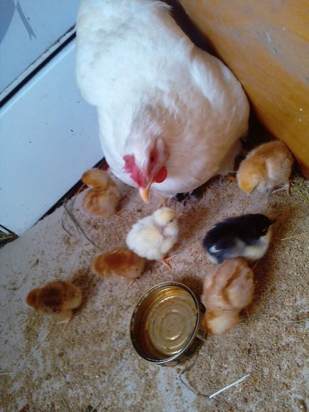 10 tipp a eltávolítása a csirkék tyúk - szól tyúkok és kakasok