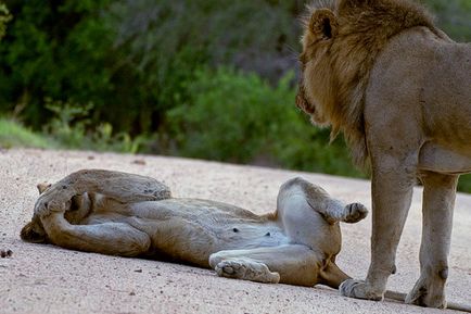 10 Ways, hogy egy szerelmi vallomás szavak nélkül