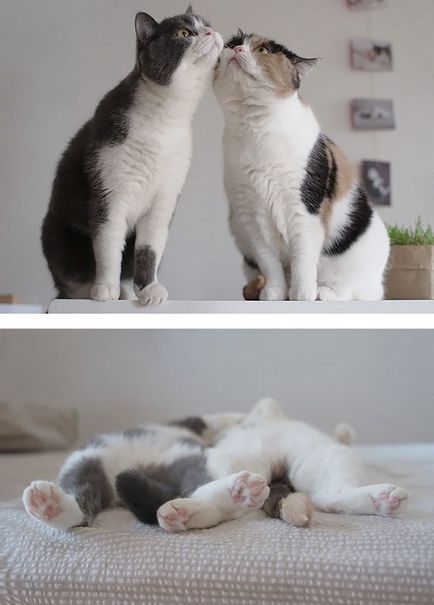 20 Naimileyshih kép, ami ábrázolja a szerelmesek macskák