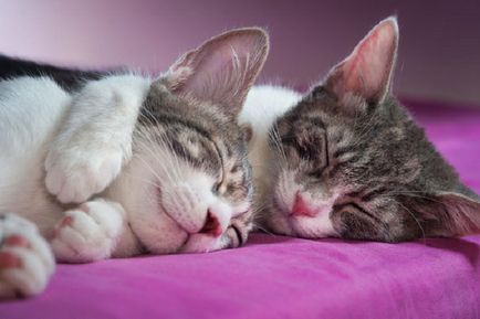 20 Naimileyshih kép, ami ábrázolja a szerelmesek macskák