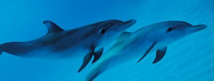 25 szokatlan tények a delfinek
