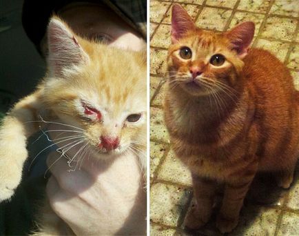 2 megváltott macska és a történelem előtti és utáni