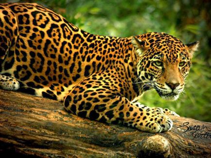 9 különleges vadmacska él Dél-Amerikában