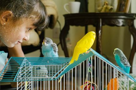 Allergia tünetei és típusai papagájok