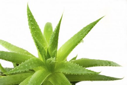 Aloe előnyös tulajdonságait aloe, aloe juice kezelik otthon