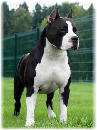 Amerikai Staffordshire terrier fajta fotó, vélemények tulajdonosok