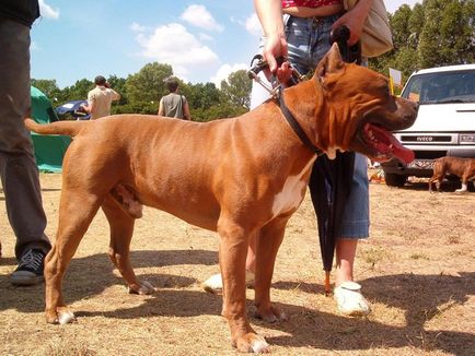 Amerikai Staffordshire Terrier, családvédelmi