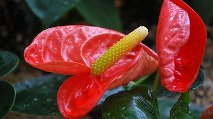 Anthurium levelek sárgák - mi a teendő (tippek és trükkök)