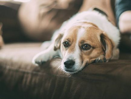 Arthritis kutyáknál a tünetek, a kezelés, megelőzés