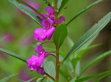 Impatiens kert ültetés és gondozás, fotók fajták, termesztés és nemesítés a nyílt terepen, a szerepe