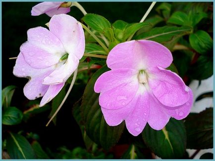 Impatiens kert ültetés és gondozás, fotók fajták, termesztés és nemesítés a nyílt terepen, a szerepe