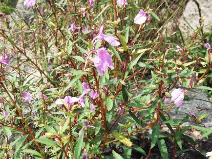 Impatiens kert ültetés és gondozás, fotók fajták, termesztés és nemesítés a nyílt terepen, a szerepe