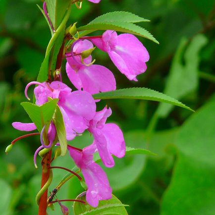 Impatiens kert ültetés és gondozás, fotók fajták, termesztés és nemesítés a nyílt terepen, a szerepe