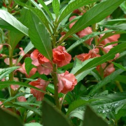 Impatiens kert ültetés és gondozás, fotók fajták, termesztés és nemesítés a nyílt terepen, a szerepe