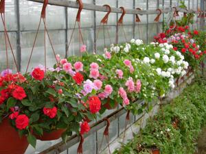 Impatiens kerti fajták fotók, növekvő magról otthon, ültetés és gondozás a nyílt