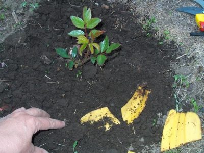 Banánhéjon trágyaként a veteményeskert, szobanövények, virágok