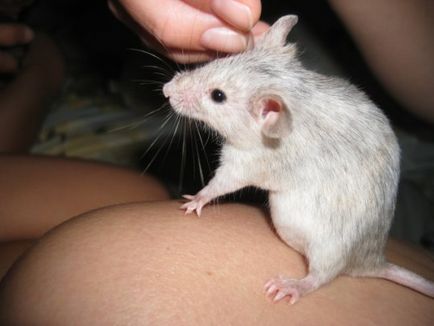 Terhesség és szülés egerekben cikk