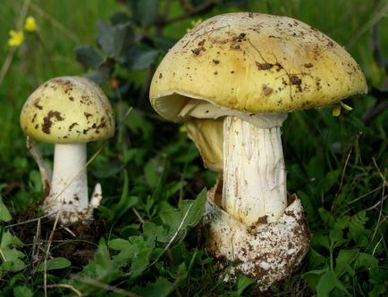 Halvány Toadstool - egy halálos gomba (ez halvány) Halvány mérges - egy halálos gomba