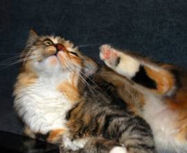 Brit rövidszőrű macska fotók, fajta leírás, színek és vélemények