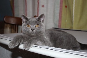 Brit macska, fajta leírás fotókkal, ellátás és a karakter