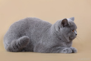 Brit macska, fajta leírás fotókkal, ellátás és a karakter