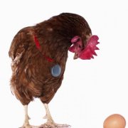 Mit és hogyan kell etetni a tojótyúkok, a jól söpört otthon etetés a megfelelő étrend