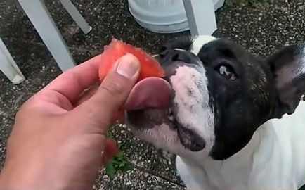 Mi a takarmány egy francia bulldog, a jobb táplálkozás, fotók és videó