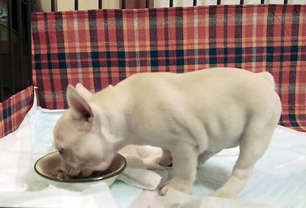 Mi a takarmány egy francia bulldog, a jobb táplálkozás, fotók és videó
