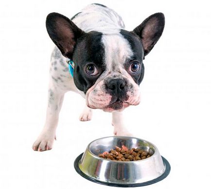 Mi a takarmány egy francia bulldog - megfelelő táplálkozás ajánlásainak