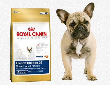 Mi a takarmány egy francia bulldog - megfelelő táplálkozás ajánlásainak