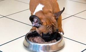 A takarmány a francia bulldog (példa diéta), „adni mancs”
