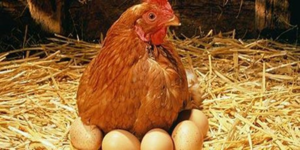 Mi a takarmány a csirkéket, így vitték a sok tojást az alapvető szabályok a rezsim és az étrend