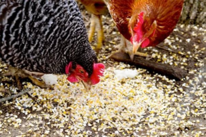 Mi a takarmány a csirkéket, így vitték a sok tojást az alapvető szabályok a rezsim és az étrend
