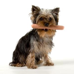 Mi a takarmány egy Yorkshire terrier, hogy nő egészséges kutya (a takarmány Yorkshire terrier) Mi a takarmány egy Yorkshire terrier növekszik az egészséges kutya