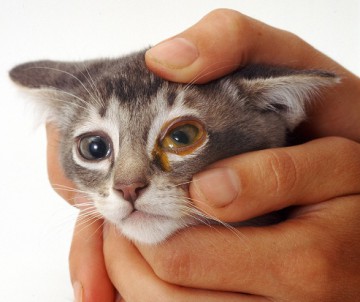 Mint kezelni gennyes szemek macska