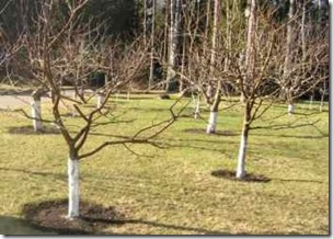 A takarmány almafa tavasszal, nyáron és télen