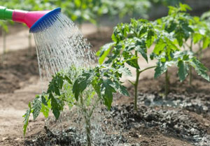 Minél több a víz a virágok, így jobban növekednek, és hogyan lehet növelni a termelékenységet a zöldségek