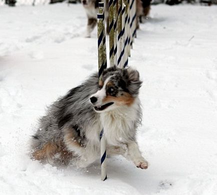 Hogyan szórakoztatni egy kutya télen cikkek