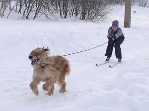 Hogyan szórakoztatni egy kutya télen cikkek