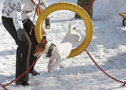 Hogyan szórakoztatni egy kutya télen cikkek