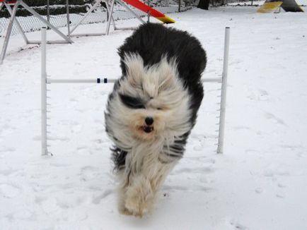 Hogyan szórakoztatni egy kutya télen cikkek