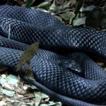 Fekete Mamba (55 fotó) tű kígyó mehelya capensis, Afrika a leginkább mérgező, fehér és zöld