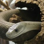 Fekete Mamba (55 fotó) tű kígyó mehelya capensis, Afrika a leginkább mérgező, fehér és zöld