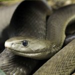 Fekete Mamba (55 fotó) tű kígyó mehelya capensis, Afrika a leginkább mérgező, fehér és zöld