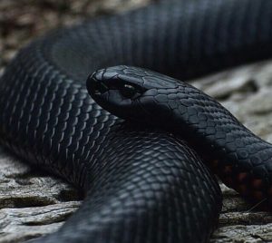 Fekete Mamba (55 fotó) tű kígyó mehelya capensis, Afrika a leginkább mérgező, fehér és zöld