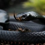 Fekete Mamba (55 fotó) tű kígyó mehelya capensis, Afrika a leginkább mérgező, fehér és zöld