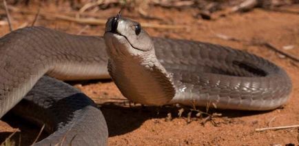 Fekete Mamba (55 fotó) tű kígyó mehelya capensis, Afrika a leginkább mérgező, fehér és zöld