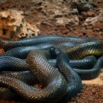 Fekete Mamba (55 fotó) tű kígyó mehelya capensis, Afrika a leginkább mérgező, fehér és zöld